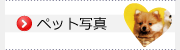 ybgJ_[@2015N