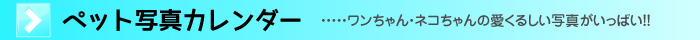 ybgʐ^J_[@ElR̈邵ʐ^ςI